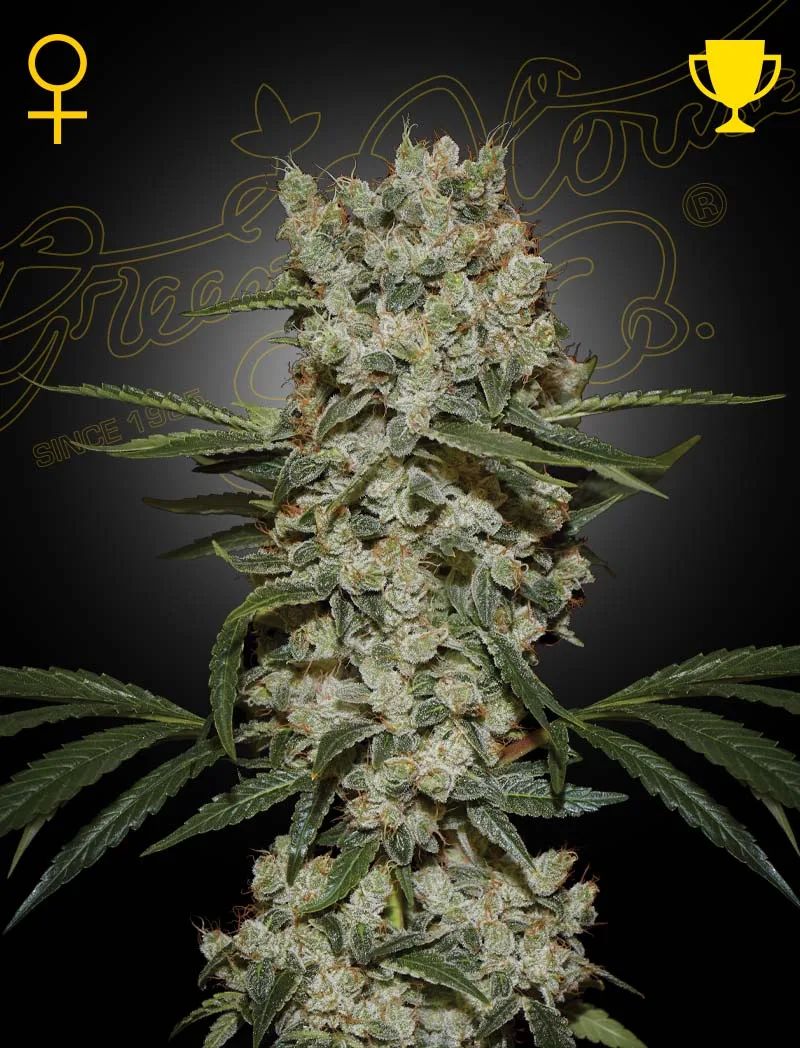 Super Silver Haze – Greenhouse Seed Co – Feminizowane
