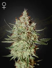 Train Wreck – Greenhouse Seed Co – Feminizowane