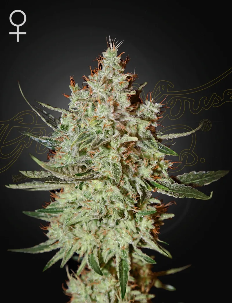 Train Wreck – Greenhouse Seed Co – Feminizowane