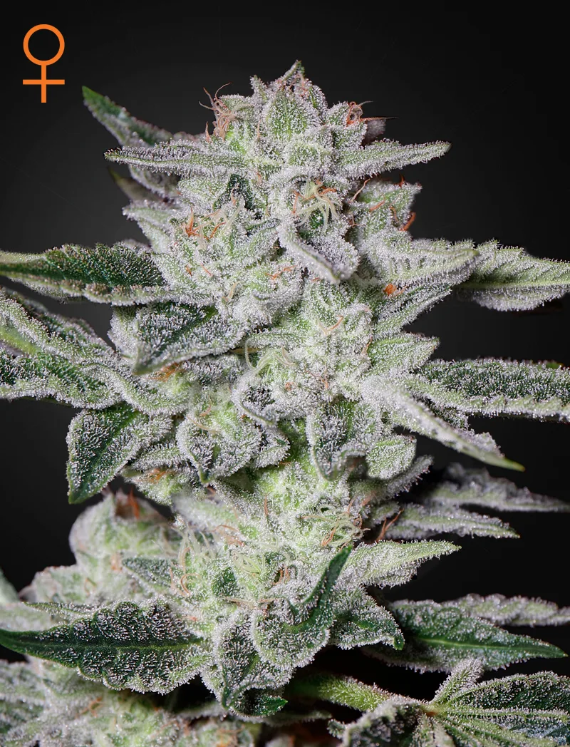 Sweet Valley Kush – Greenhouse Seed Co – Feminizowane