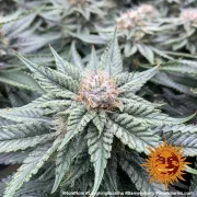 Barneys Laughing Buddha – Barneys Farm – Feminizowane