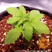 Barneys Laughing Buddha – Barneys Farm – Feminizowane