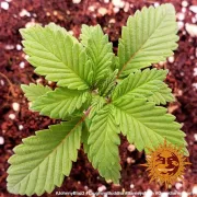 Barneys Laughing Buddha – Barneys Farm – Feminizowane