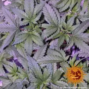 Barneys Laughing Buddha – Barneys Farm – Feminizowane