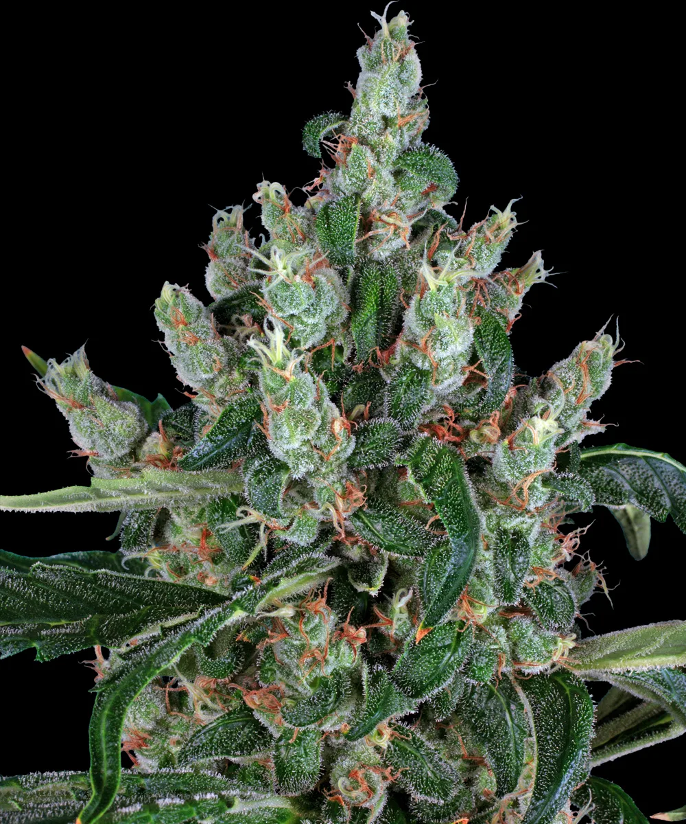 Barneys Laughing Buddha – Barneys Farm – Feminizowane