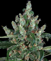 Barneys Laughing Buddha – Barneys Farm – Feminizowane