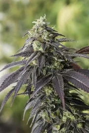 707 Headband – Humboldt Seed Organization – Feminizowane