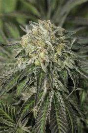 Amherst Sour Diesel – Humboldt Seed Organization – Feminizowane