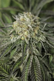 Amherst Sour Diesel – Humboldt Seed Organization – Feminizowane