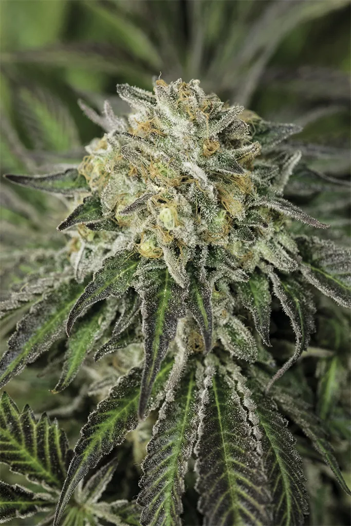 Amherst Sour Diesel – Humboldt Seed Organization – Feminizowane
