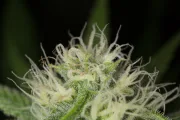 Blue Dream – Humboldt Seed Organization – Feminizowane