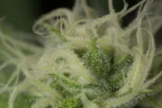 Blue Dream – Humboldt Seed Organization – Feminizowane