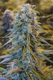 Blue Dream – Humboldt Seed Organization – Feminizowane