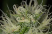 Blue Dream – Humboldt Seed Organization – Feminizowane