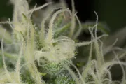 Blue Dream – Humboldt Seed Organization – Feminizowane
