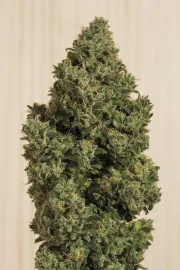 Blue Dream CBD – Humboldt Seed Organization – Feminizowane