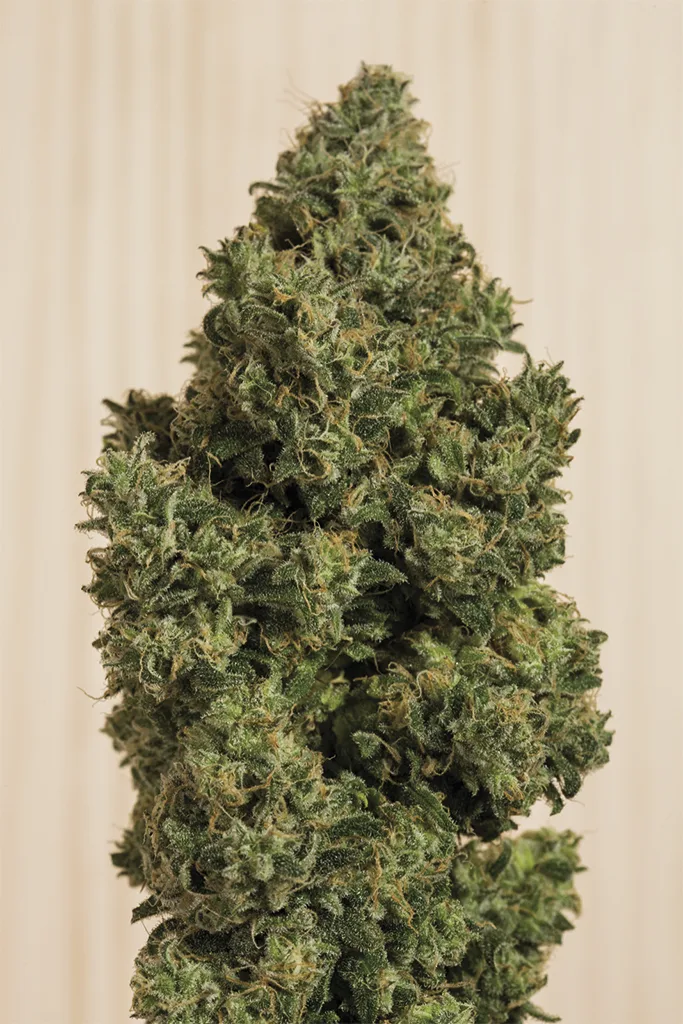 Blue Dream CBD – Humboldt Seed Organization – Feminizowane