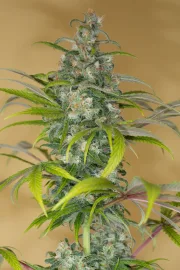 Blue Dream CBD – Humboldt Seed Organization – Feminizowane