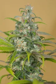 Blue Dream CBD – Humboldt Seed Organization – Feminizowane