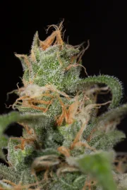 Blue Dream CBD – Humboldt Seed Organization – Feminizowane