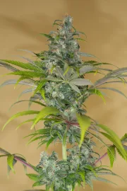 Blue Dream CBD – Humboldt Seed Organization – Feminizowane