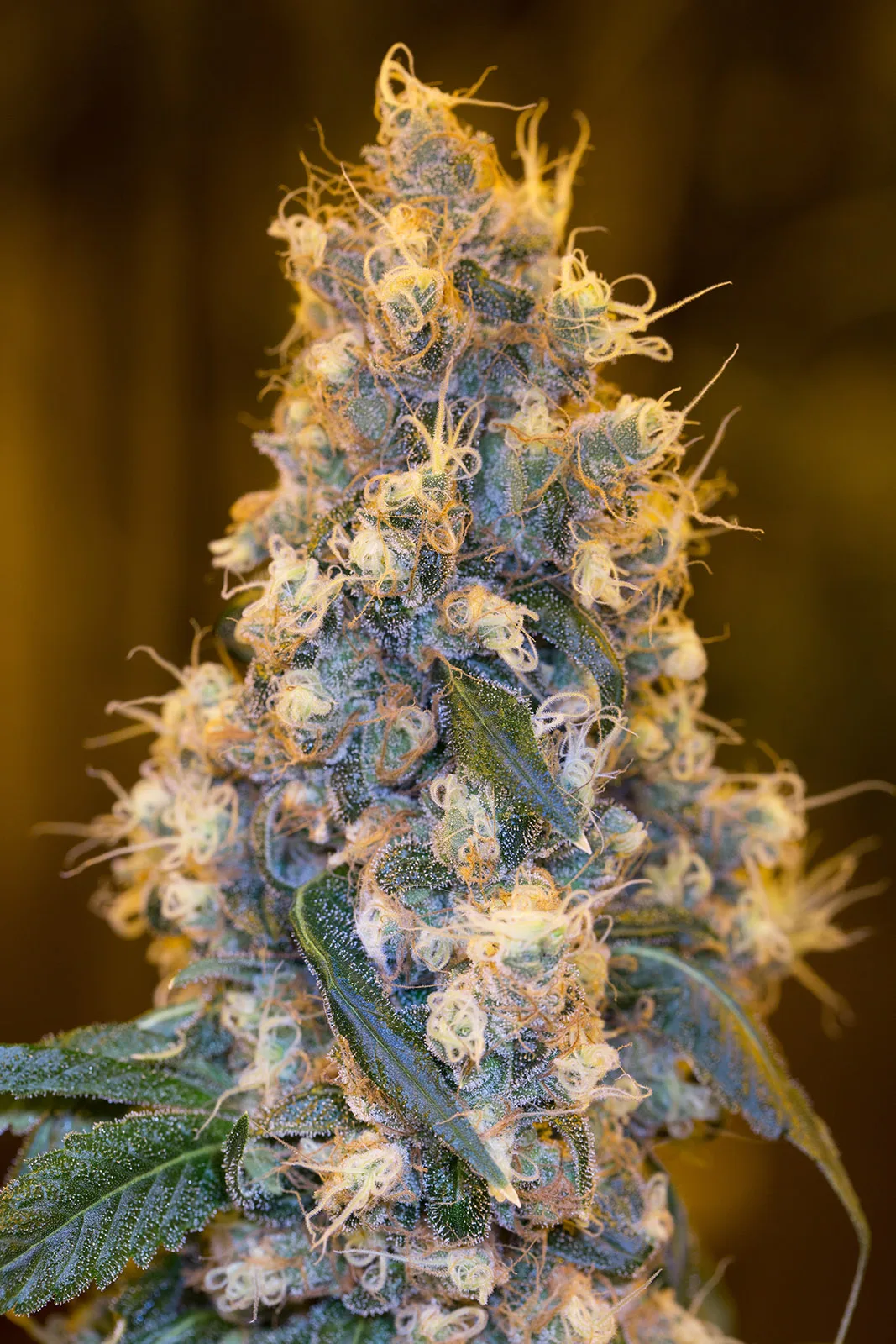 Blue Fire – Humboldt Seed Organization – Feminizowane