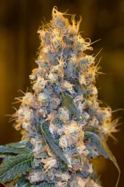 Blue Fire – Humboldt Seed Organization – Feminizowane