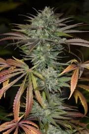Bubba Kush 2.0 – Humboldt Seed Organization – Feminizowane