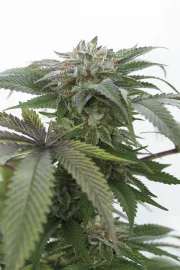Bubba Kush 2.0 – Humboldt Seed Organization – Feminizowane