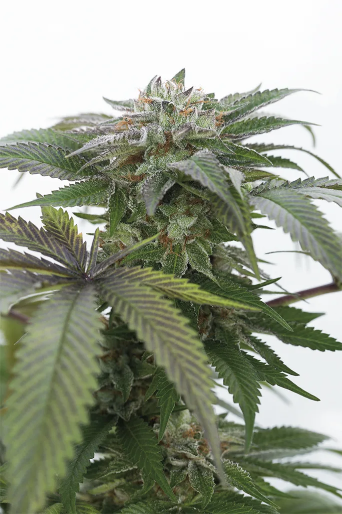 Bubba Kush 2.0 – Humboldt Seed Organization – Feminizowane
