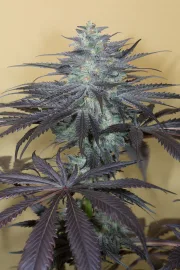 Bubba Kush 2.0 – Humboldt Seed Organization – Feminizowane