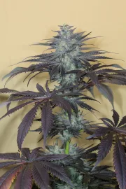 Bubba Kush 2.0 – Humboldt Seed Organization – Feminizowane