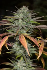 Bubba Kush 2.0 – Humboldt Seed Organization – Feminizowane