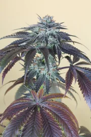 Bubba's Gift – Humboldt Seed Organization – Feminizowane