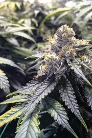 Bubba's Gift – Humboldt Seed Organization – Feminizowane