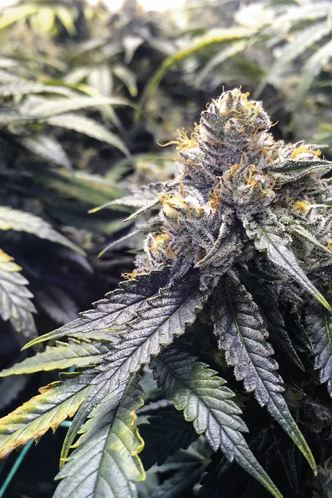 Bubba's Gift – Humboldt Seed Organization – Feminizowane