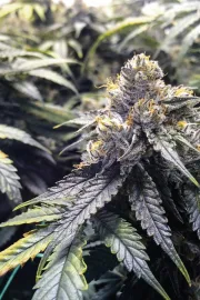 Bubba's Gift – Humboldt Seed Organization – Feminizowane