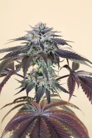 Bubba's Gift – Humboldt Seed Organization – Feminizowane