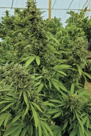 Chemdawg – Humboldt Seed Organization – Feminizowane