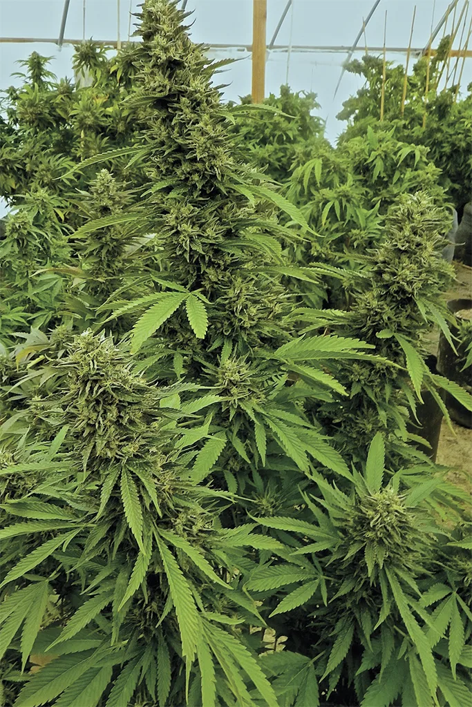 Chemdawg – Humboldt Seed Organization – Feminizowane