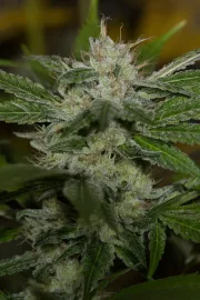 Chemdawg – Humboldt Seed Organization – Feminizowane
