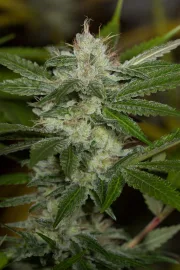 Chemdawg – Humboldt Seed Organization – Feminizowane