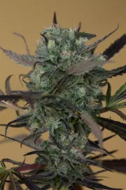 Chemdawg – Humboldt Seed Organization – Feminizowane
