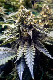 Chocolate Mint OG – Humboldt Seed Organization – Feminizowane