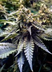 Chocolate Mint OG – Humboldt Seed Organization – Feminizowane