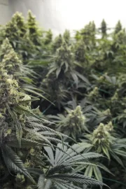 Desert Diesel – Humboldt Seed Organization – Feminizowane