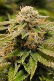 Gorilla Breath – Humboldt Seed Organization – Feminizowane