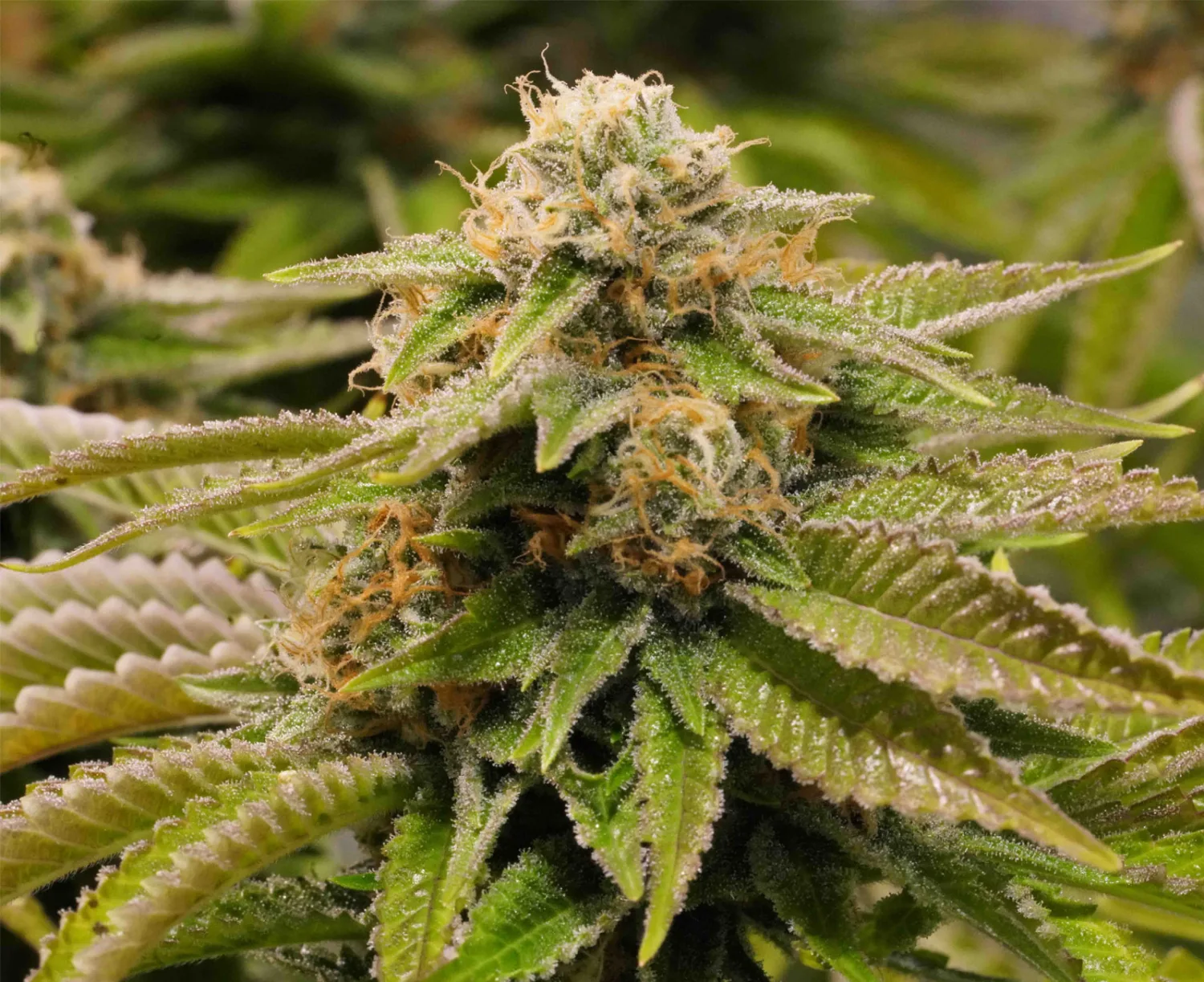 Gorilla Breath – Humboldt Seed Organization – Feminizowane