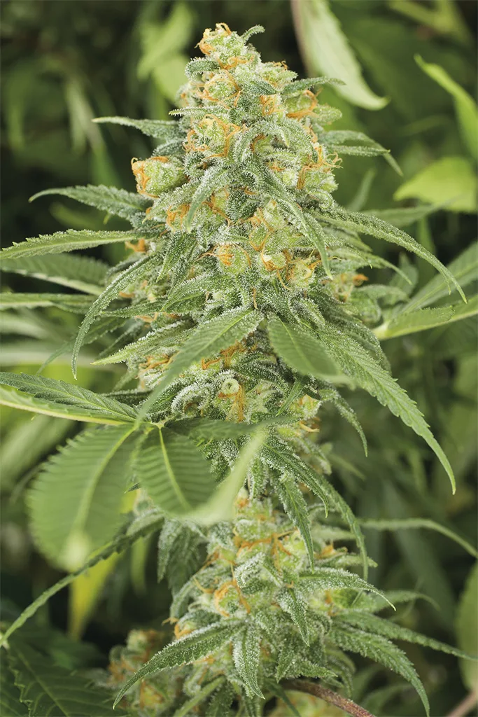 Green Crack – Humboldt Seed Organization – Feminizowane