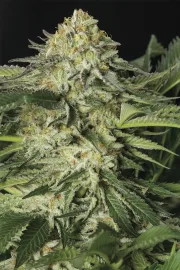 Lemon Garlic OG – Humboldt Seed Organization – Feminizowane